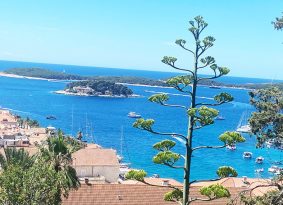 Hvar-plant-and-view
